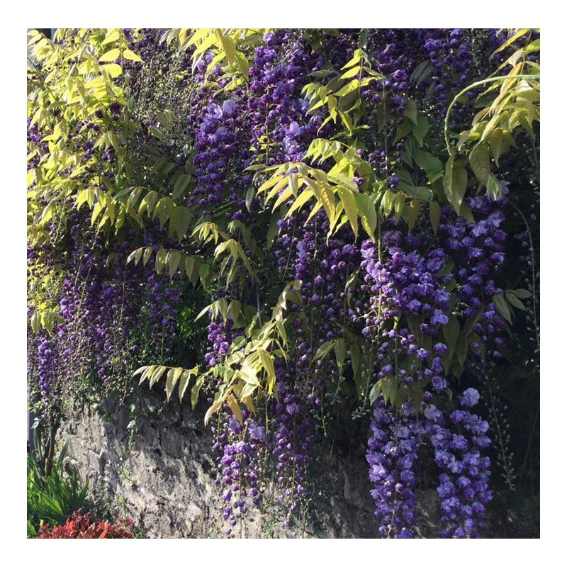 Glycine Glycine