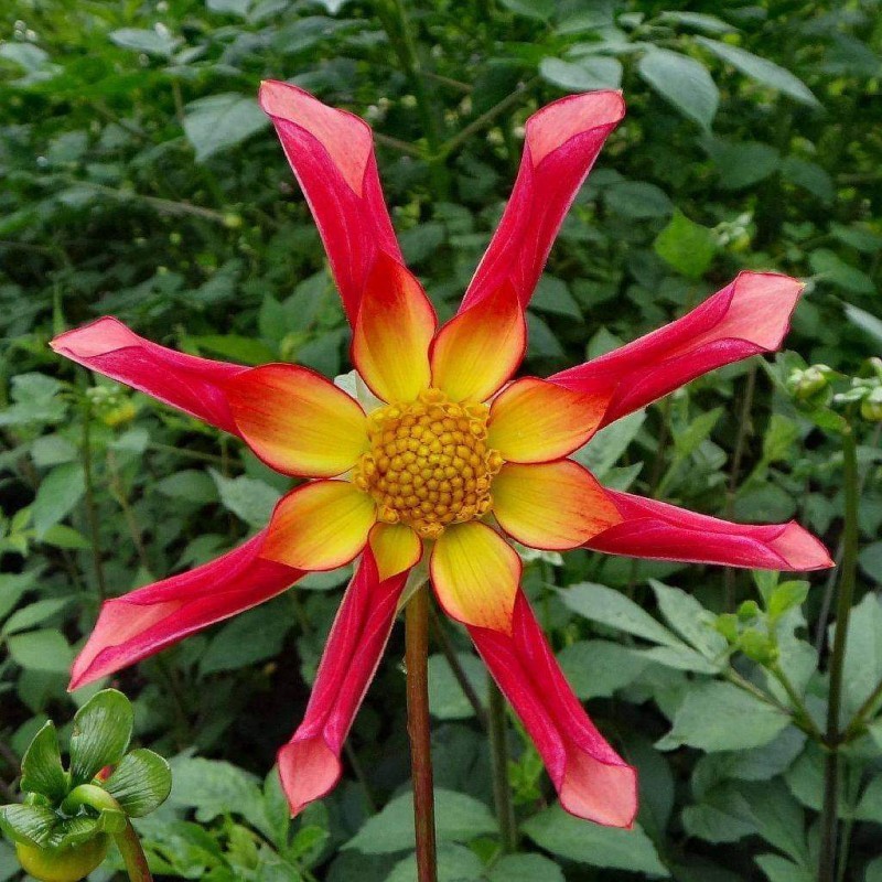 Dahlia Dahlia