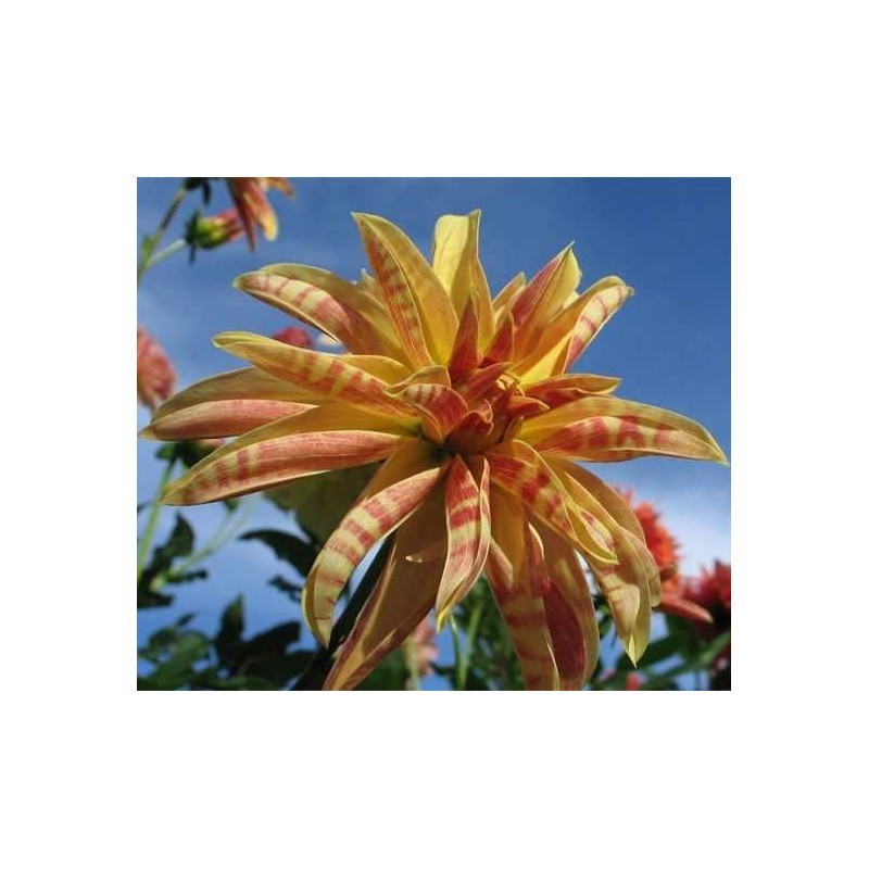 Dahlia Dahlia