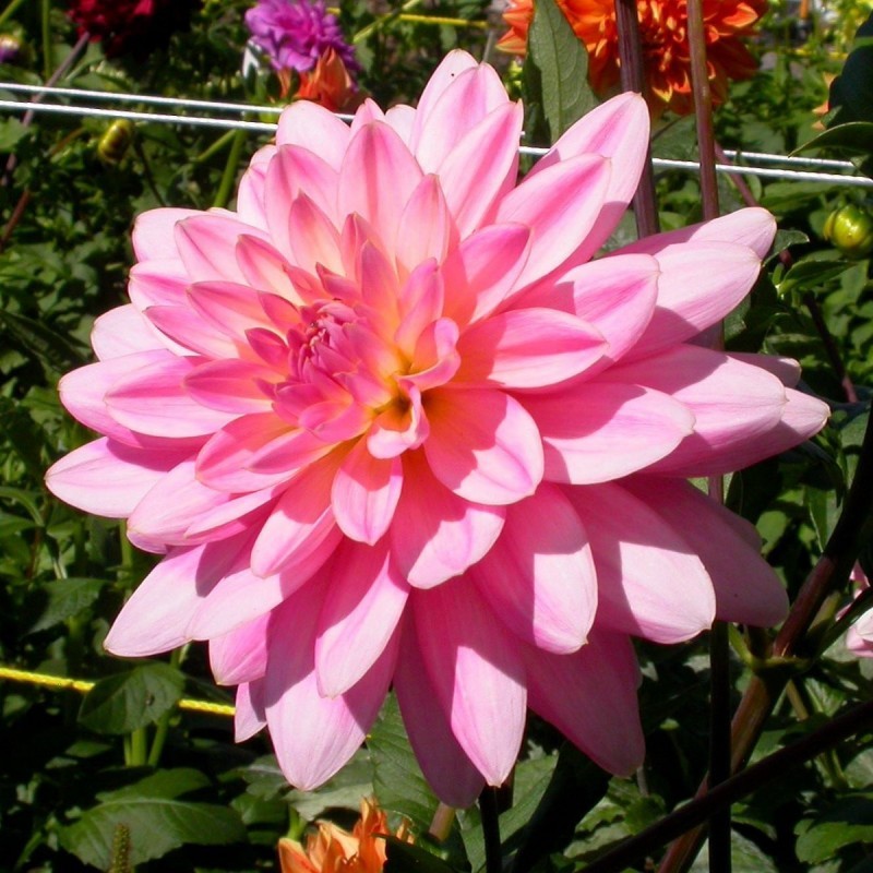 Dahlia Dahlia