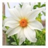 Dahlia
