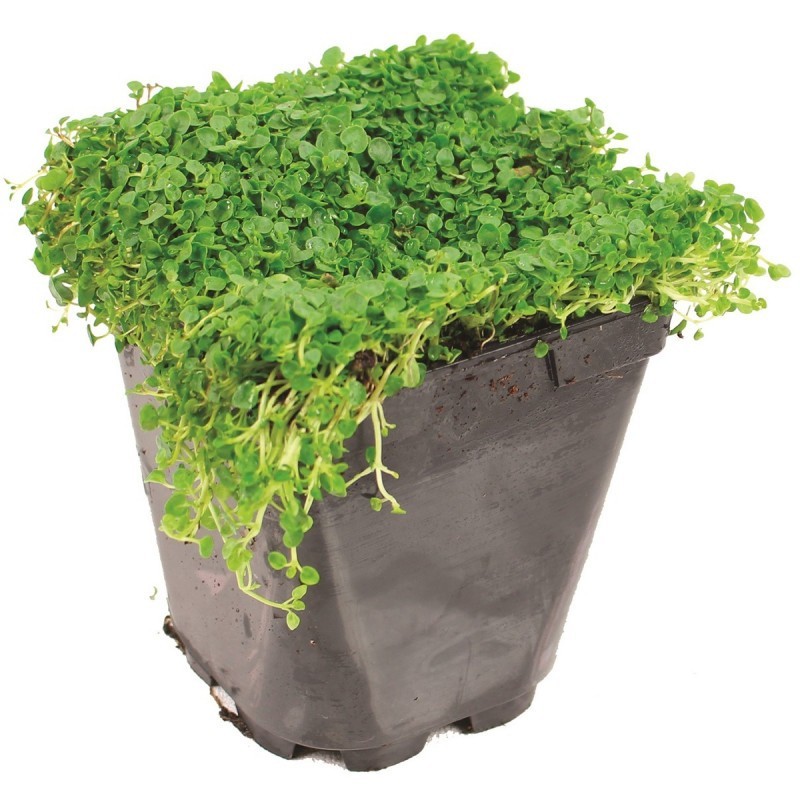 Menthe Menthe