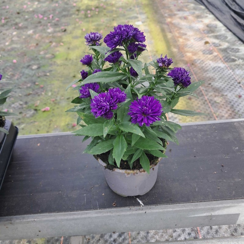 Aster Aster