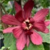 Calycanthus
