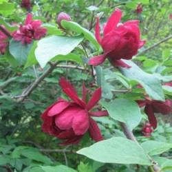 Calycanthus