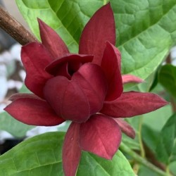 Calycanthus