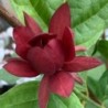 Calycanthus