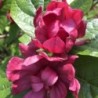 Calycanthus