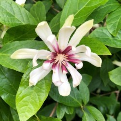 Calycanthus