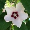 Hibiscus Syriacus