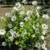 Hibiscus Syriacus