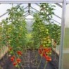Gampre Serre de jardin en polycarbonate Gris 14.3m²