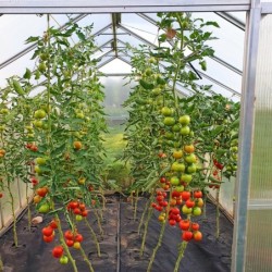 Gampre Serre de jardin en polycarbonate Gris 9.8m²