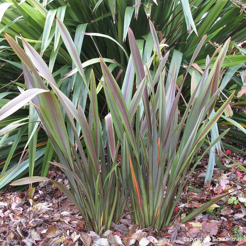 Phormium Phormium