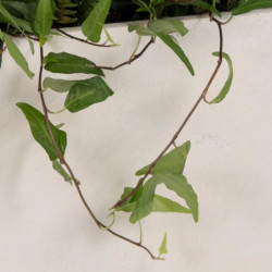 Jardinière en fibre de terre 80x40xH.40cm blanc - MegaCollections