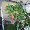 Etagère renforcée pour serre de jardin Palram