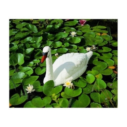 Cygne décoratif H.46cm pour bassins de jardin - Ubbink