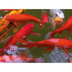 Bassin de jardin préformé 275L Victoria Quadro 5 en polyéthylène - Ubbink