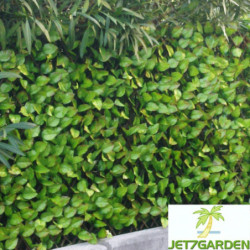 Haie artificielle feuilles de rosier 1x3m - Jet7garden