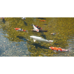 Filtre de bassin UV ALGCLEAR 5000 - Ubbink