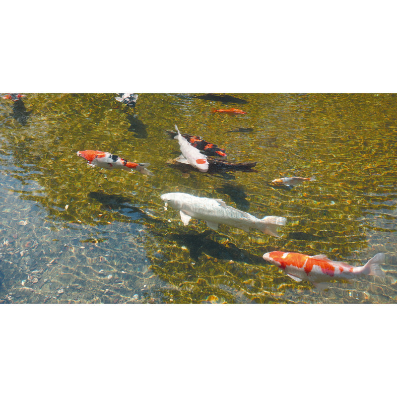 Filtre de bassin UV ALGCLEAR 5000 - Ubbink