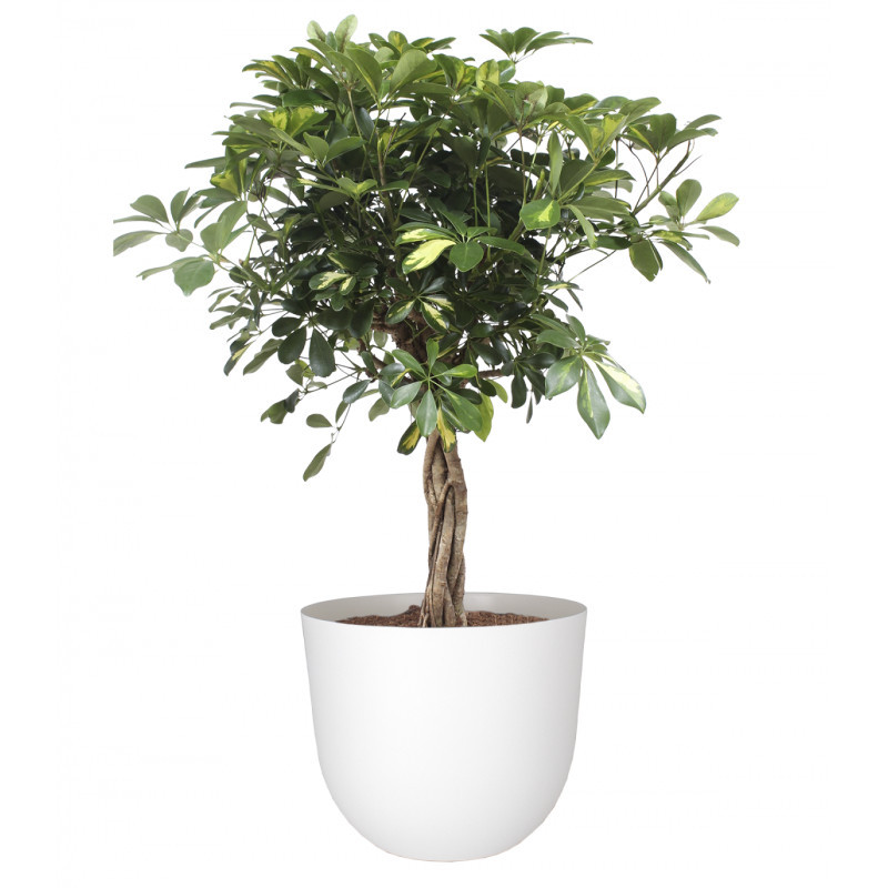 Pot Havana – 50x50xH.41,5cm – granite